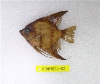 藏品(大神仙魚)的圖片